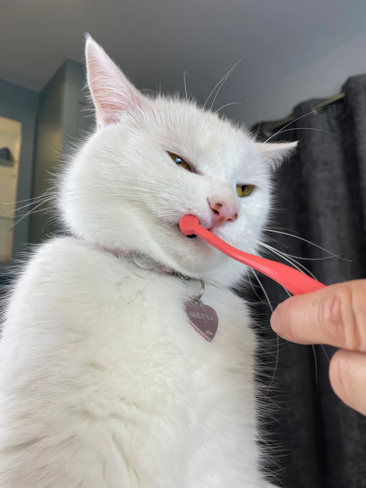 Dual Sided Cat Toothbrush - RYERCAT