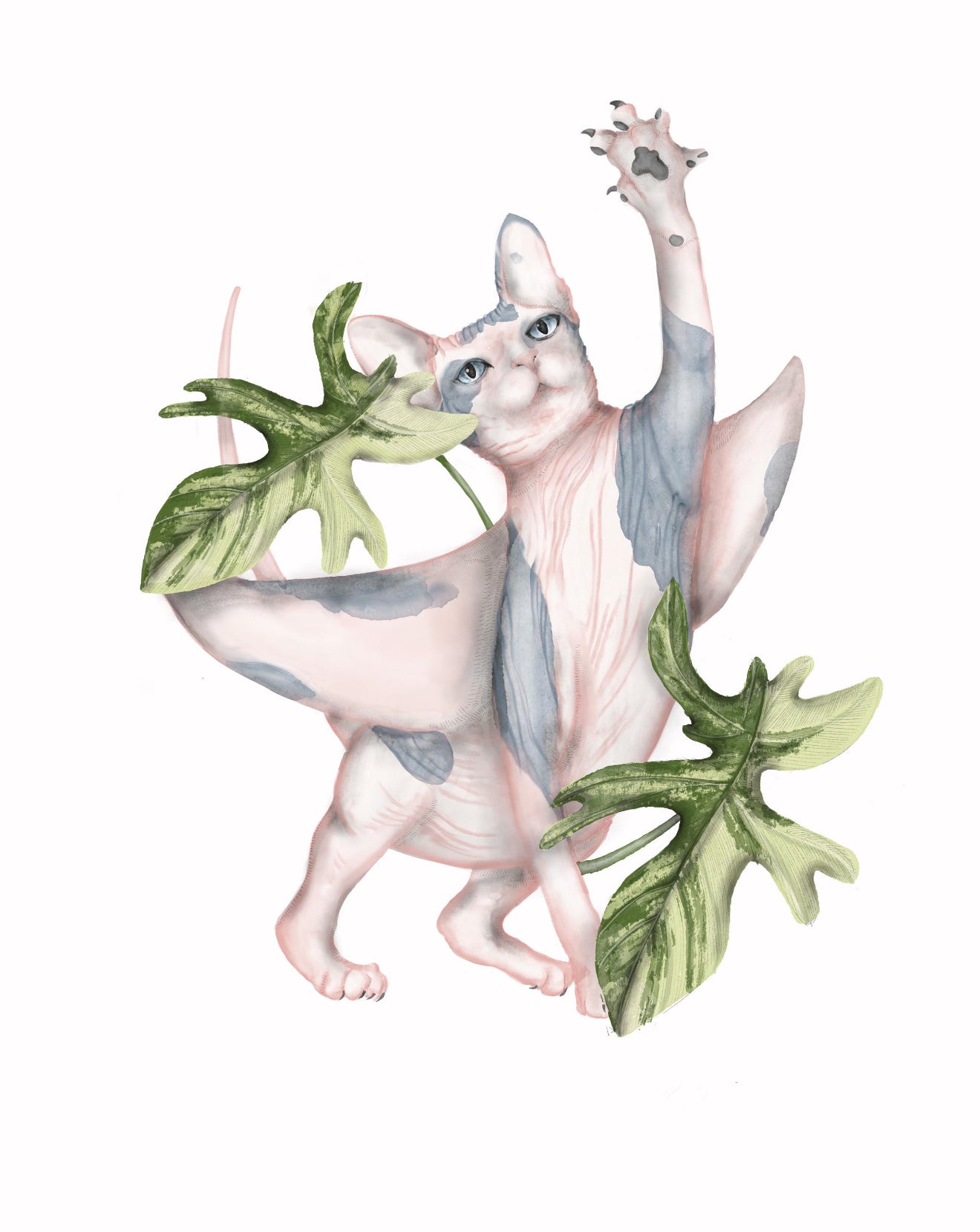 Sphynx Ray 8inx10in Print