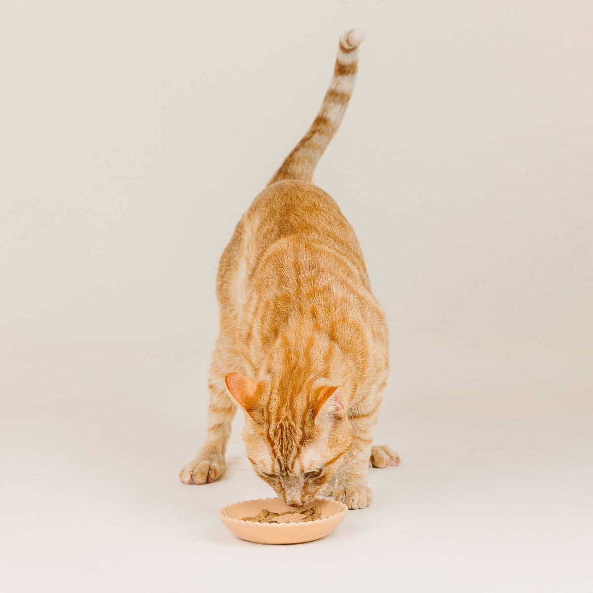 SCALLOPED CAT PET BOWL