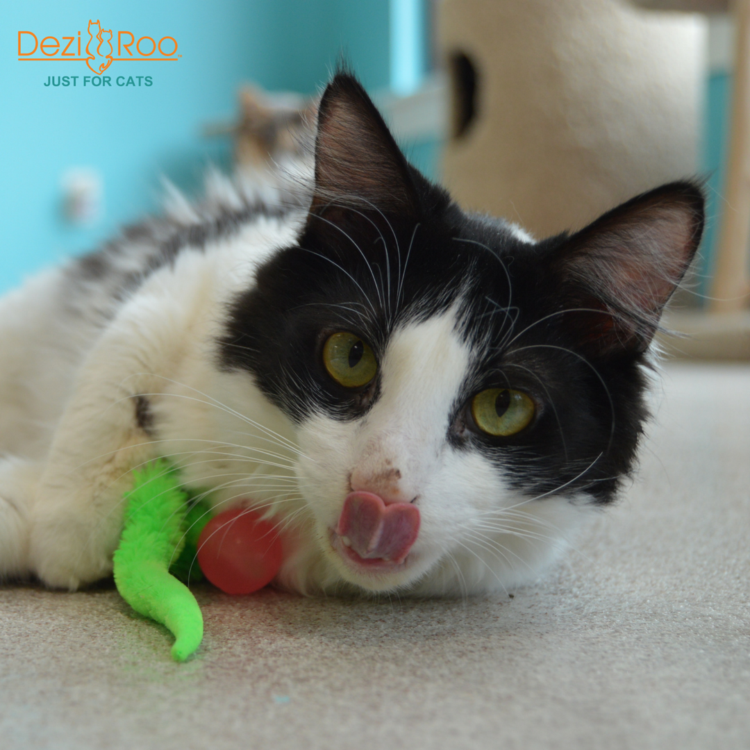 Wiggly Glow - Glow in the Dark Cat Toy Bouncy Ball: In poly bag