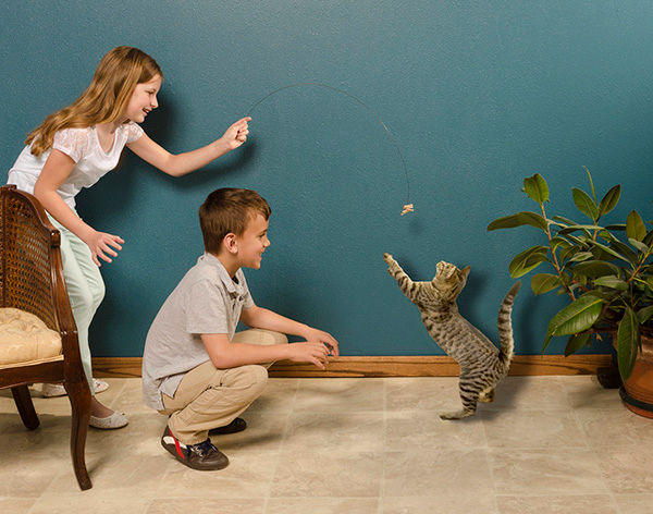 Cat Dancer Interactive Cat Toy