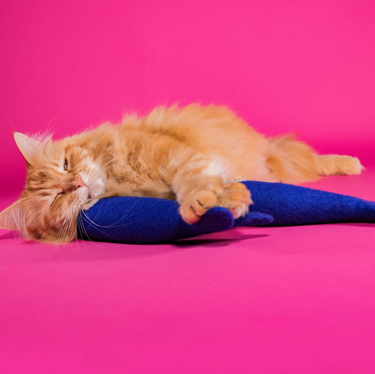 Freddy The Big Fish - Felt Cat Toy
