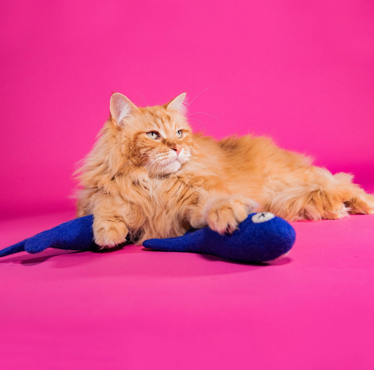 Freddy The Big Fish - Felt Cat Toy