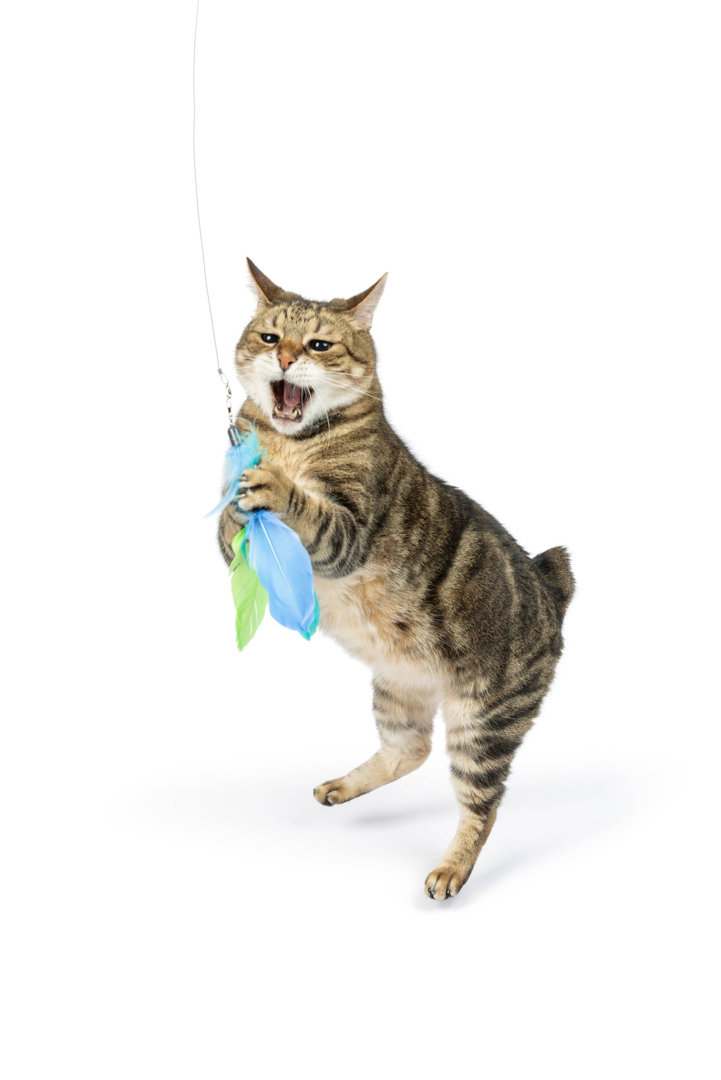 Blue Birdy Feather Teasers 2pk Refill Cat Toy: One Size