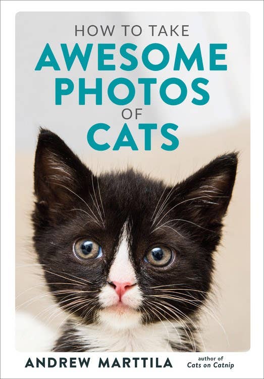 How to Take Awesome Photos of Cats | Andrew Marttila