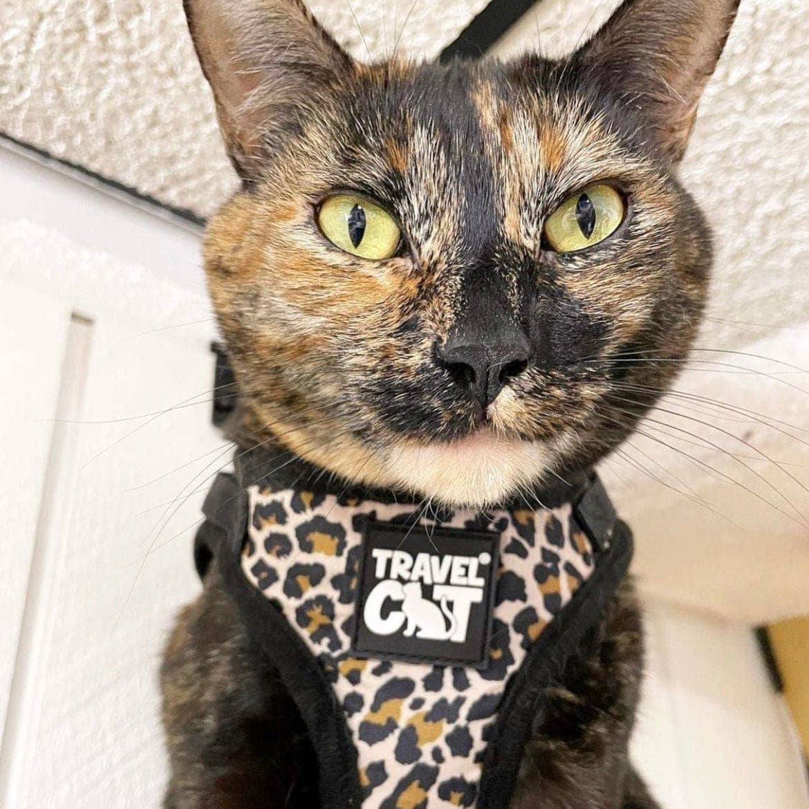 "The Cheeky Cheetah" Cheetah Print Cat Harness & Leash Set