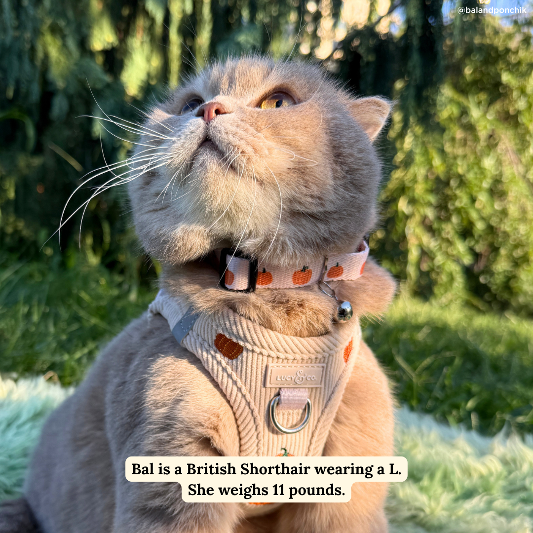 Oh My Gourd Breakaway Cat Collar: L