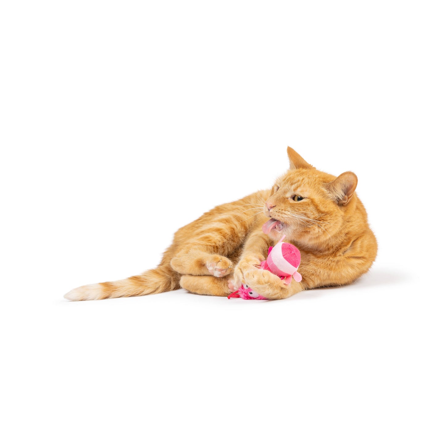 Love Bugs 2pk Cat Toy: One Size