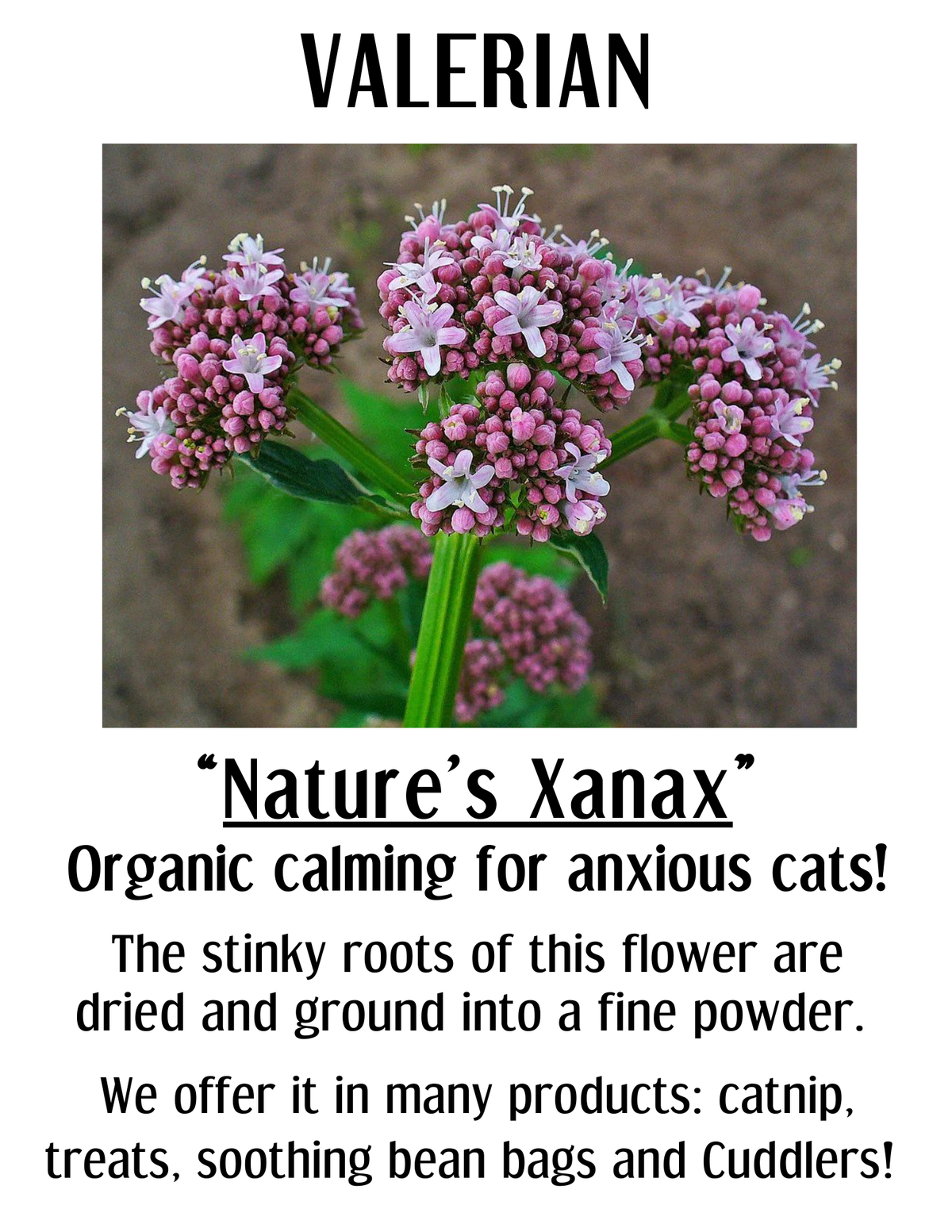 Calming Valerian Bean Bag | Washable, Soothing Cat Toy