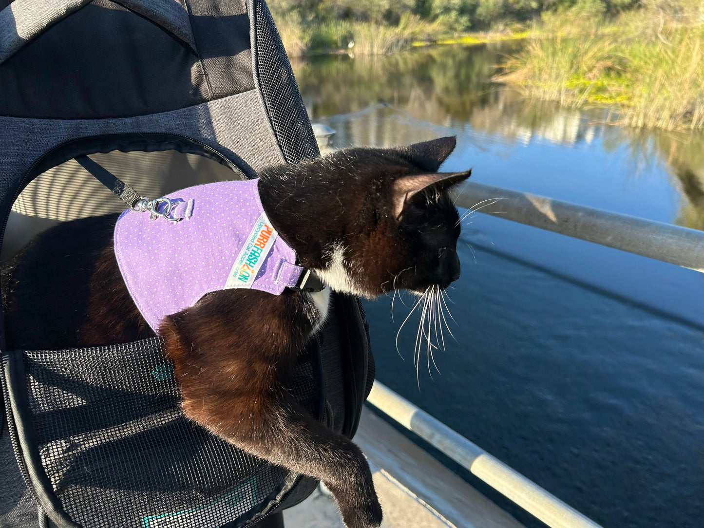 Black Colorful Dot Cat Harness