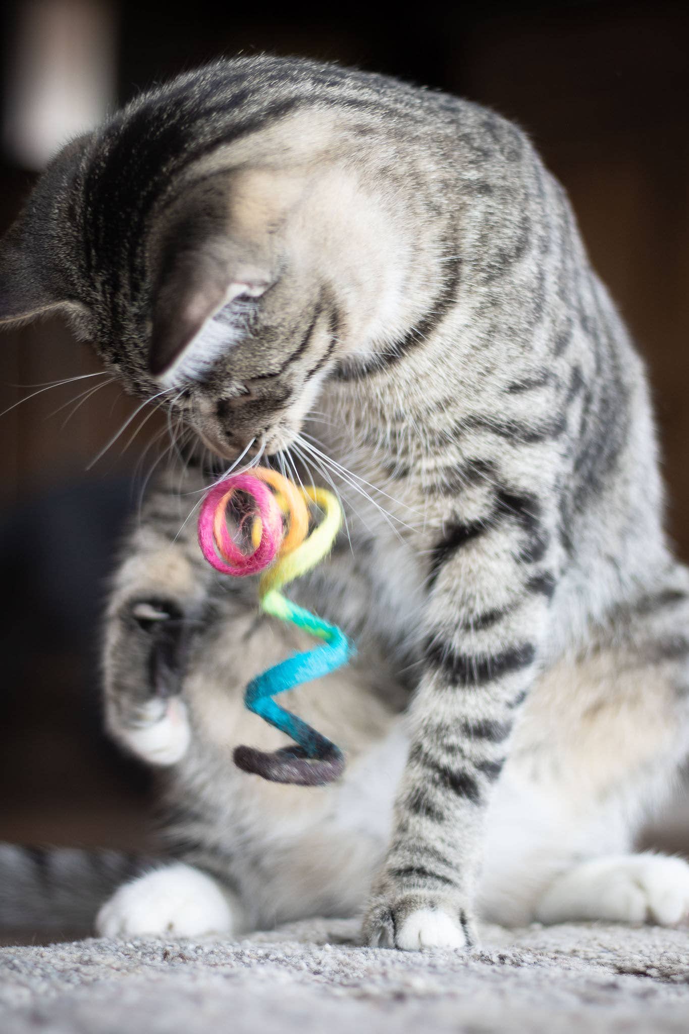 Spring Eco Toy