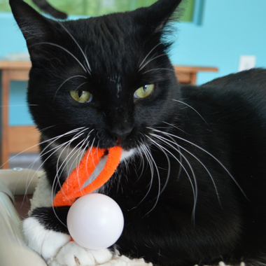 Wiggly Pong - Cat Toy Plastic Pong Ball: Enclosed in poly bag with 4x2 header card