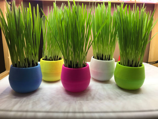 Cat Grass Gardens