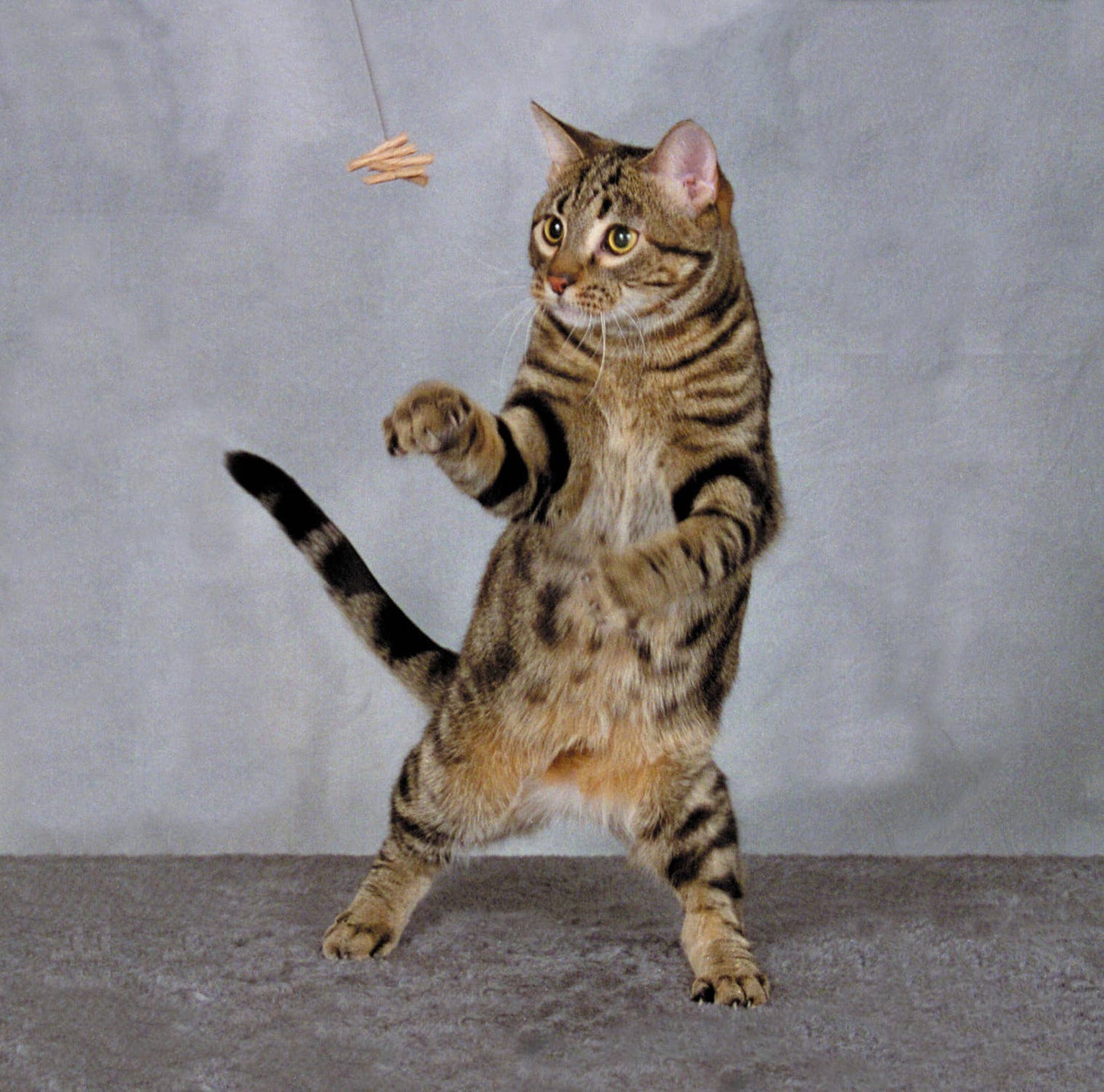 Cat Dancer Interactive Cat Toy