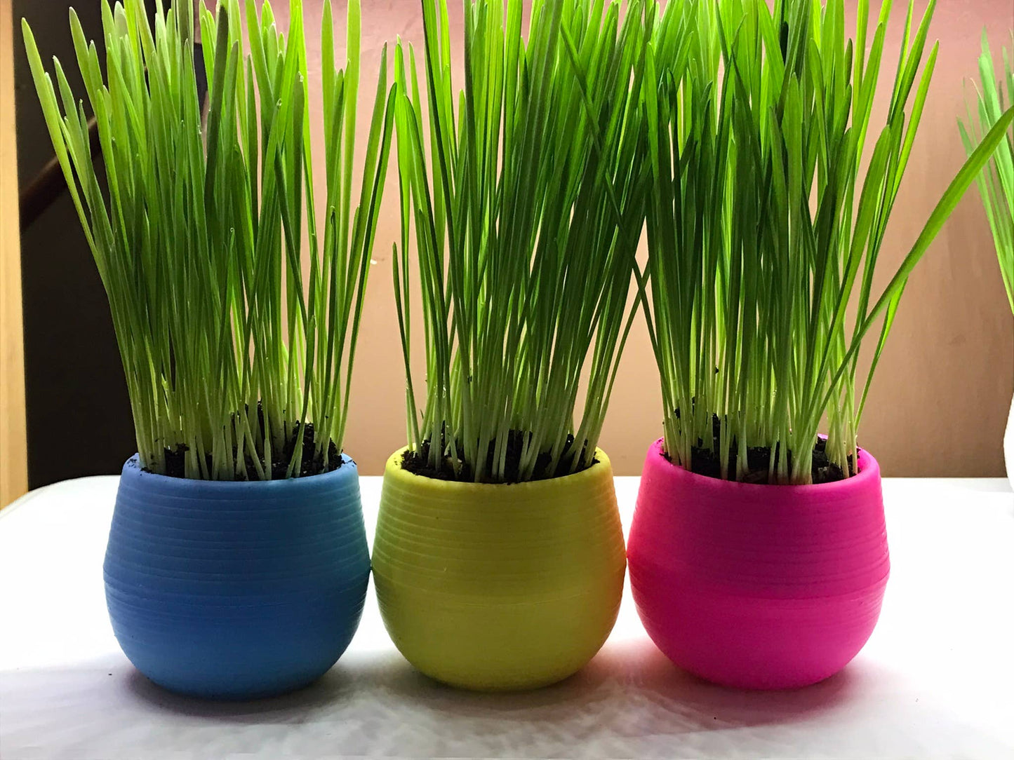 Cat Grass Gardens