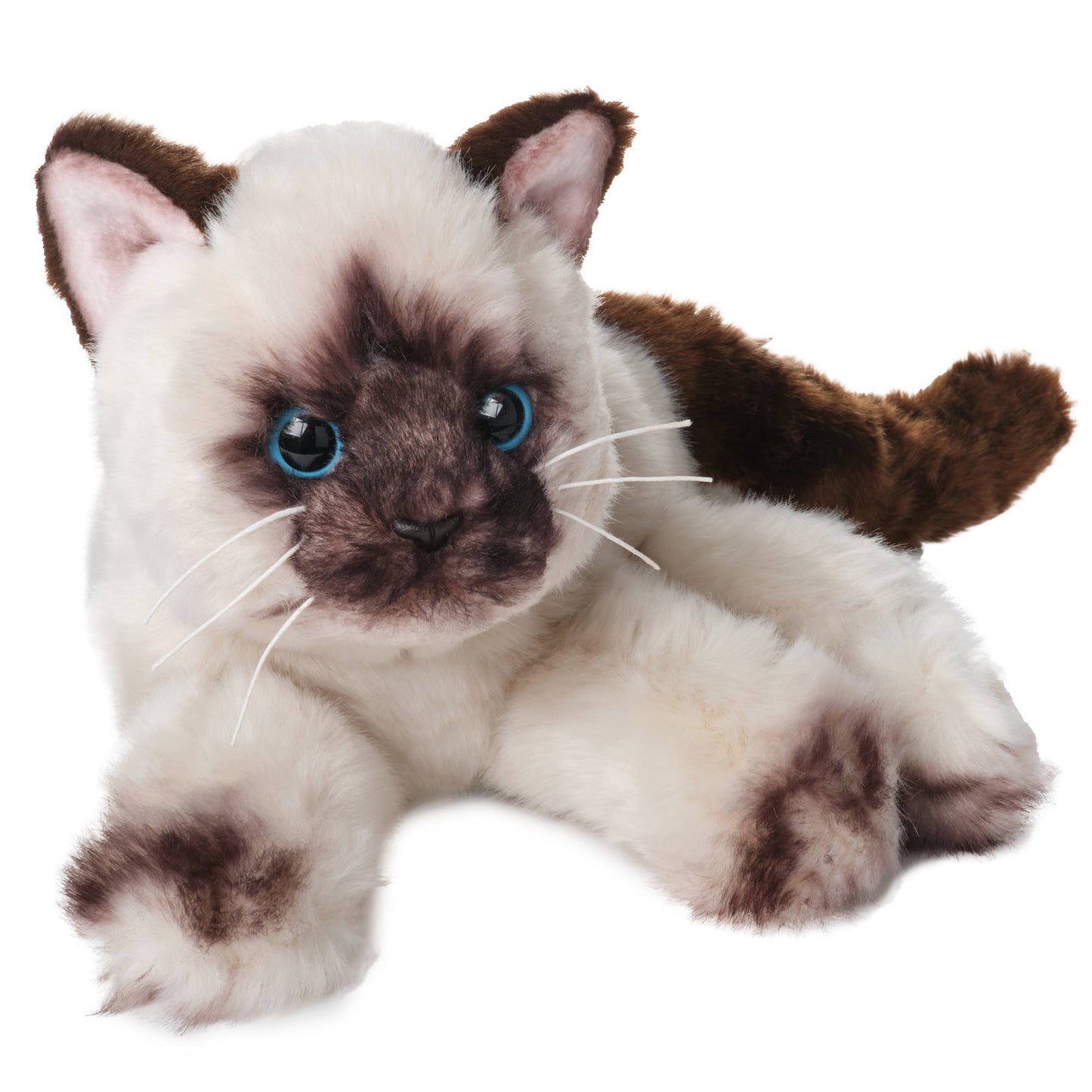 Cleo the Siamese Cat