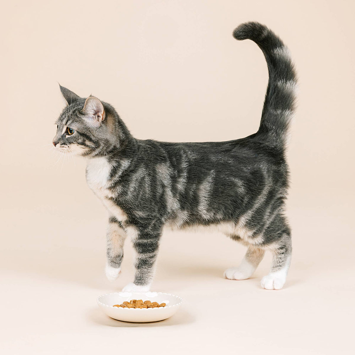 SCALLOPED EDGE IVORY CAT PET BOWL