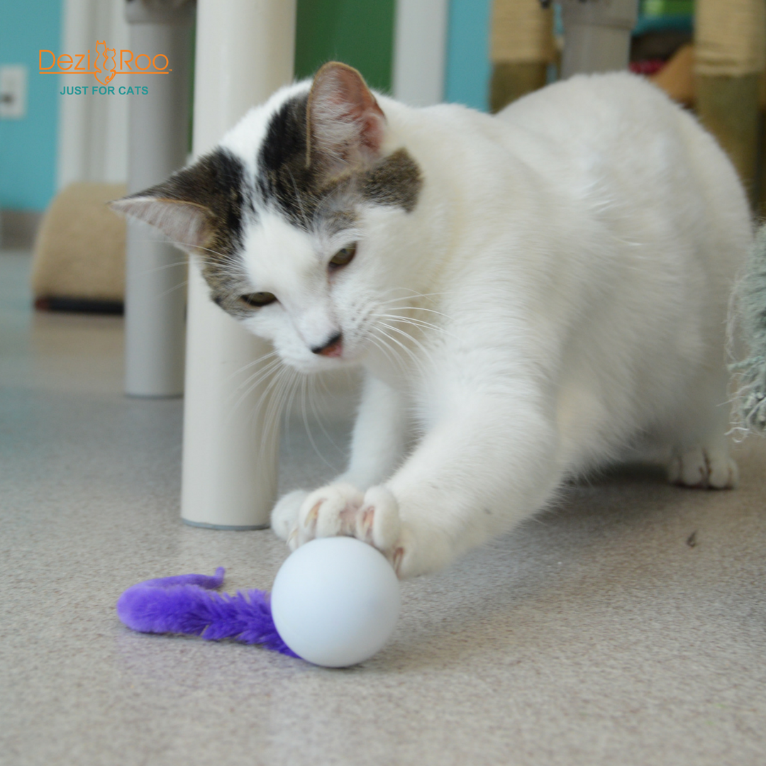 Wiggly Pong - Cat Toy Plastic Pong Ball: Enclosed in poly bag with 4x2 header card