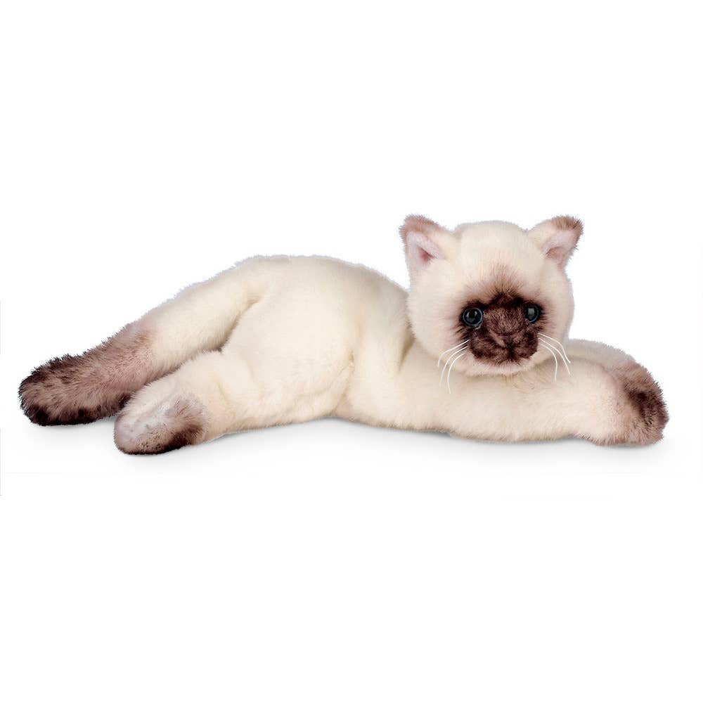Cleo the Siamese Cat