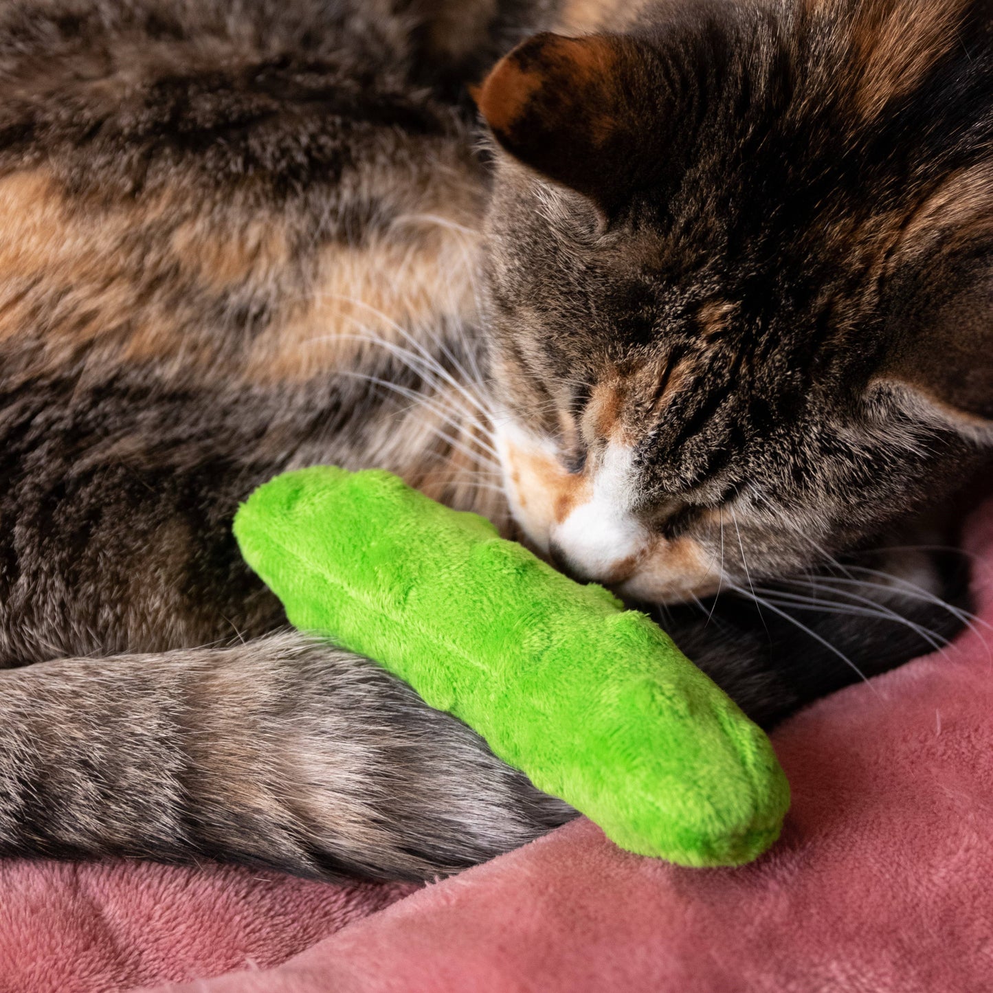 Pickle for Cats