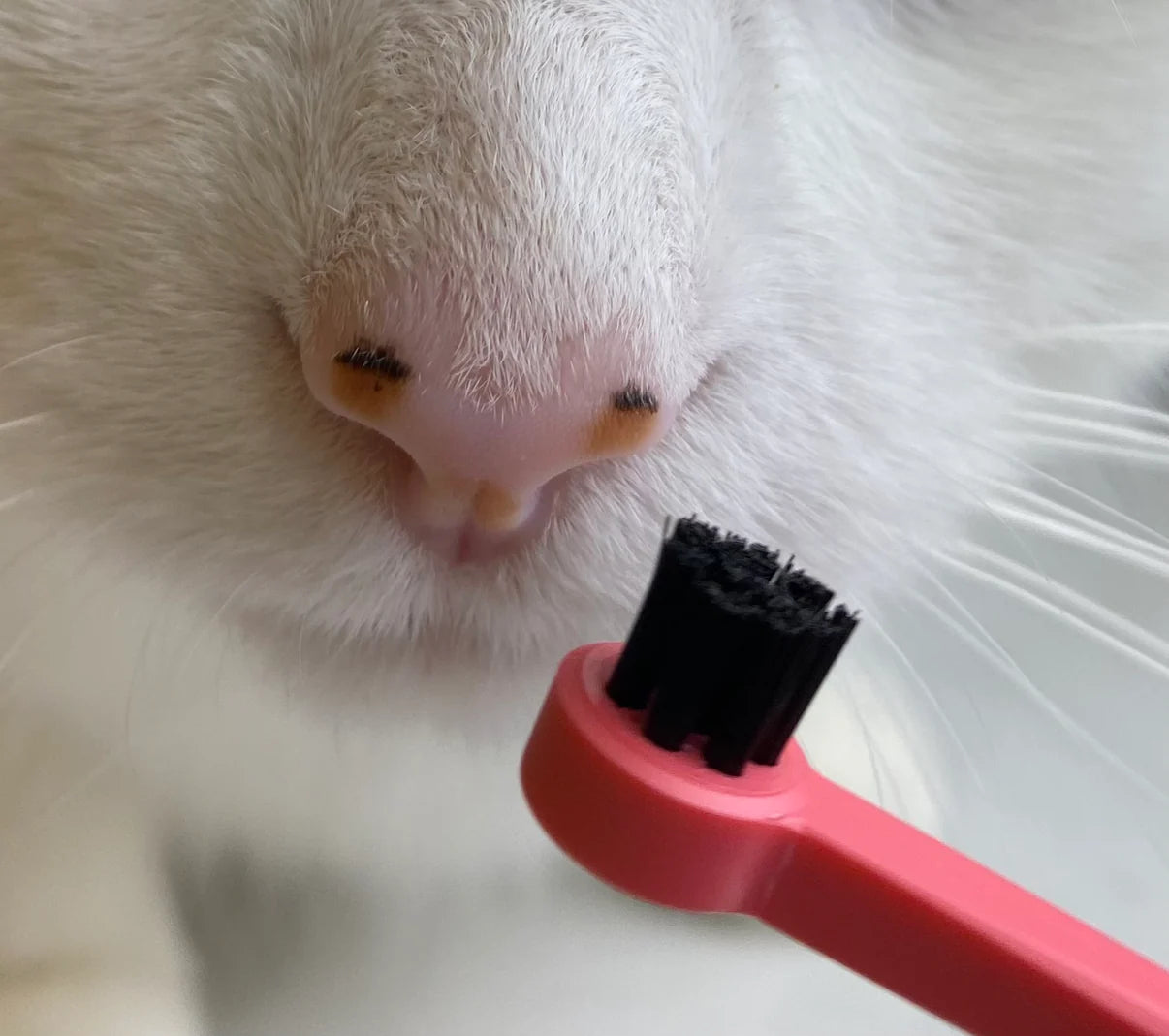 Dual Sided Cat Toothbrush - RYERCAT