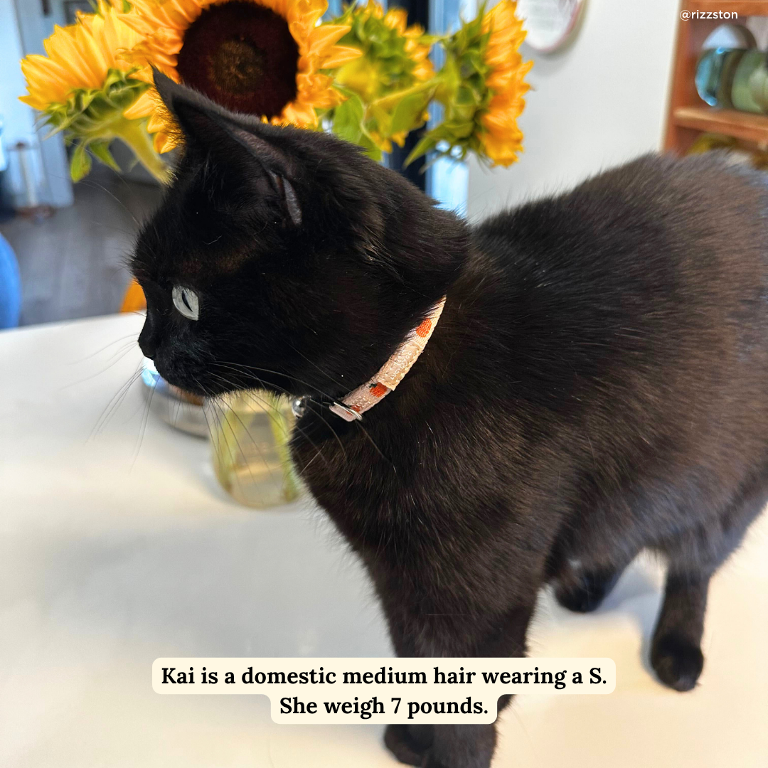 Oh My Gourd Breakaway Cat Collar: L