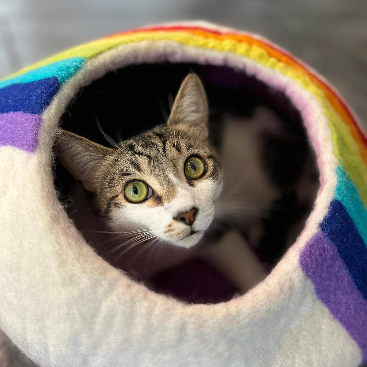 Rainbow Eco Kitty Cave - Cat Cave: With Bag